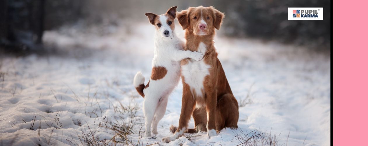 Nie zmuszaj psa do zaprzyjaźniania się z innym psem. Zdjęcie dwóch psów na śniegu. Jeden łapkami obejmuje drugiego. Po prawej stronie różowy pas i logo pupilkarma. 